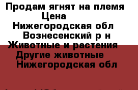 Продам ягнят на племя › Цена ­ 150 - Нижегородская обл., Вознесенский р-н Животные и растения » Другие животные   . Нижегородская обл.